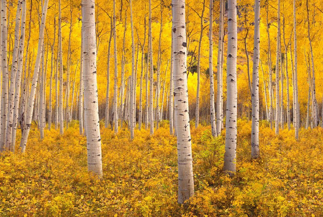 Pando aspen grove